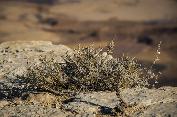 desert negev