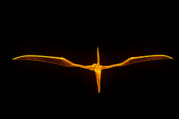 Dinosaur Pteranodon in Hologram Wireframe Style. Nice 3D Rendering   © bombastic80