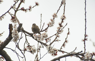 Sparrow sitting on branch of a blooming apricot tree