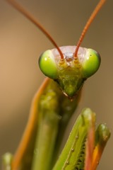 A Green European Mantis Posing Innocent