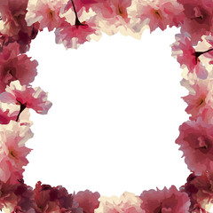 The frame of the flowers blooming cherry on a white background.