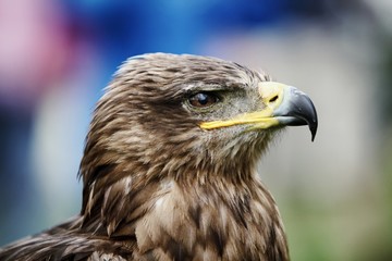 Eagle