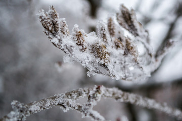 branch covered with frost