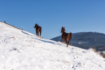 Couple of graceful horses walking at the mountainside, winter landscape