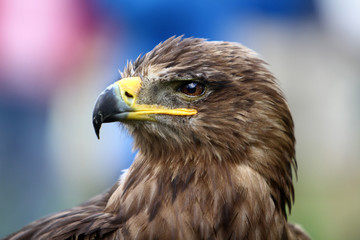 Eagle