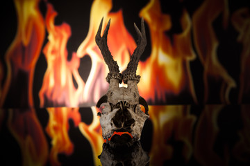 Poroże z ogniem w tle © lucek616