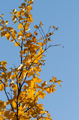 Autumn tree