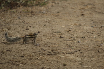 Squirrel Looking for Nuts