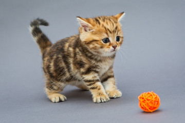 Little kitten  plays with balls