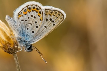 A Colorful Butterfly Sitting on a Plant in Early Autumn