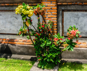 Naklejka premium PLANTE EXOTIQUE