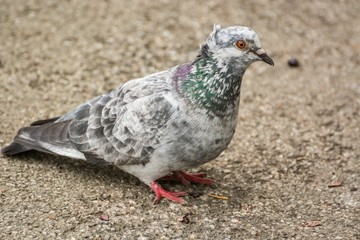 A Spotted Pigeon Sitting and Resting on its Tail