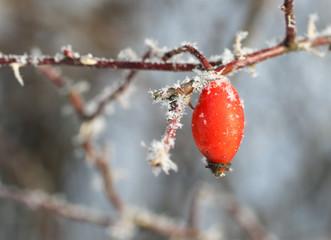 Hagebutten mit Eiskristallen