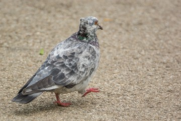 A Spotted Pigeon Marching Confidently in the Park