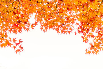 Beautiful Colorful Autumn Leaves