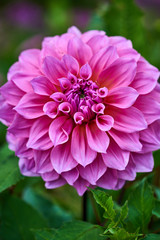 Closeup of dahlia flower in full bloom in the garden.