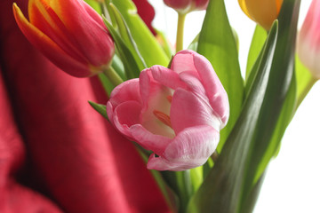 Fototapeta premium Tulips
