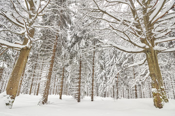 Winter forest landscape with snow covered trees.