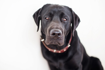 Black Labrador dog looking directly at the camera a sad look. Retriever dark color on isolated white background. Pet at home in a red collar.
