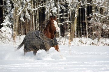 Fototapeta na wymiar auf und davon, schönes Pferd mit Decke galoppiert durch Neuschnee