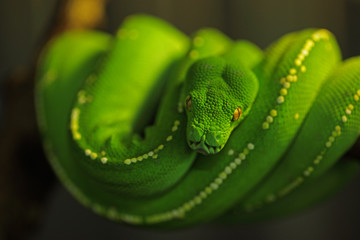 Serpent Python vert des forêts tropicales d'Australie