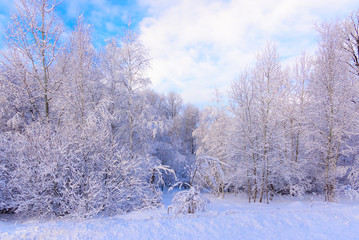 sun in winter forest trees covered with snow