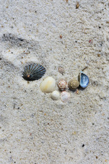 shell sand beach background