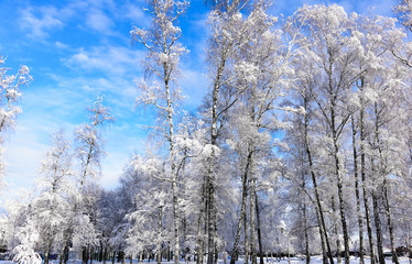 sun in winter forest trees covered with snow