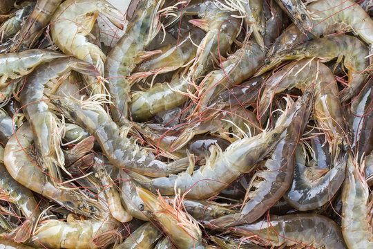 Shrimp Net Images – Browse 4,646 Stock Photos, Vectors, and Video