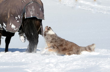 danger for the dog, shepherd dog attacking a black horse