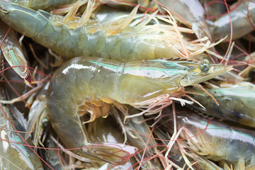 Fresh shrimp