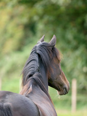 Horse Headshot