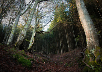 Old beech forest