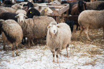 Obraz premium Sheep on a farm
