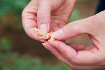 Woman showing chickpeas in close up