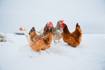 Beautiful bright chicken in snow