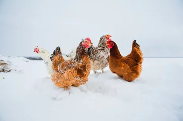 Acrylic prints Chicken Beautiful bright chicken in snow