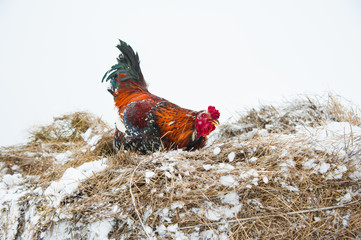 Beautiful bright cock on a snowy winter day