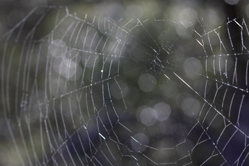 Closeup image of a spider web waiting for a prey.