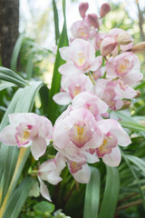 Beautiful pink orchid flower blooming