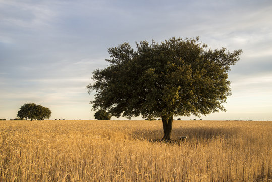 Encina en campo de cereal