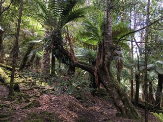 Tasmania Rainforest