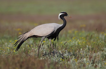 Wild crane walks on the steppe