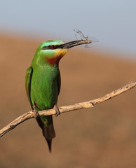 Blue-cheeked bee-eater