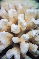 marine corals closeup
