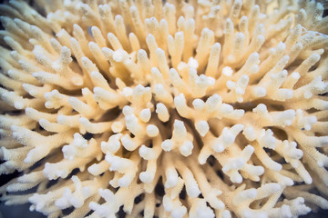 marine corals closeup