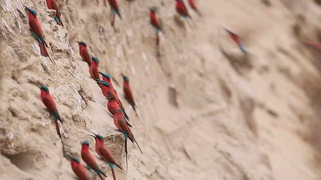 Northern carmine bee-eater in South Luangwa NP