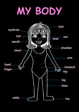 My body", educational info graphic chart for kids showing parts of human body of a cute cartoon girl.