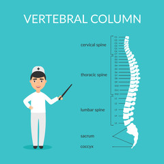 Vector diagram. Spine segments: cervical, thoracic, lumbar, sacrum, coccyx. Vertebral column. Medical doctor male explains and shows. Banner or poster in flat design. - obrazy, fototapety, plakaty