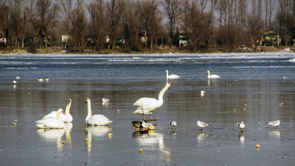 Swans, ducks and gulls on the frozen surface of the Danube river